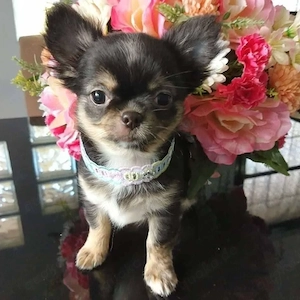 Entzückende Chihuahua-Welpen.