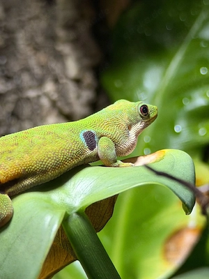 Pfaunaugentaggecko - Phelsuma quadriocellata Bild 2