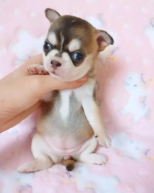 Gesunde Chihuahua-Welpen. 