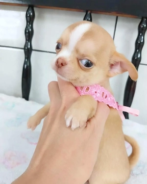 Gesunde Chihuahua-Welpen.
