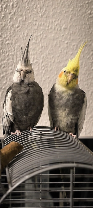 Nymphensittiche suchen neues Zuhause 