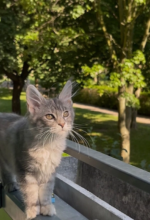 Wunderschönes silbernes Maine Coon Mädchen   