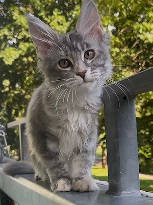 Wunderschönes silbernes Maine Coon Mädchen   