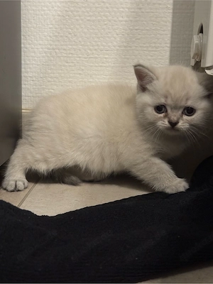 BKH kitten 