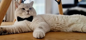 BKH kitten 