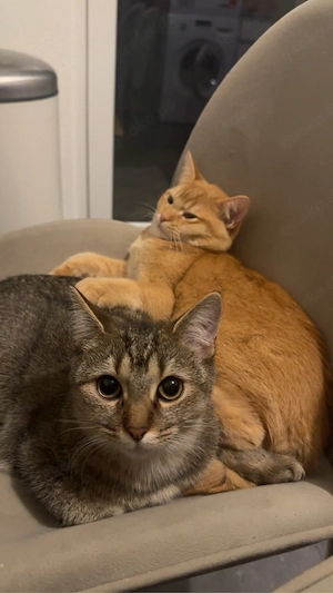 Schweren Herzens suche ich für meine weibliche Katze ein neues, liebevolles Zuhause. 