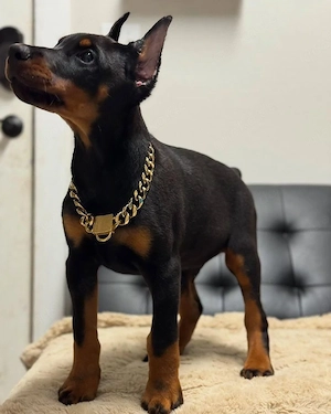 Wunderschöne Dobermann Welpen   Gesund, verspielt & bereit für ihr neues Zuhause   