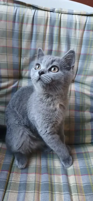 Britisch Kurzhaar Kitten (Blue Grau) 3 Monate alt