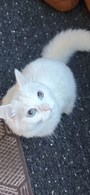 Weißer Kater mit blauen Augen   8 Monate alt
