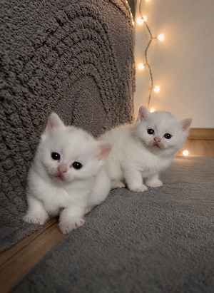 Bkh kitten 