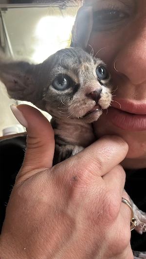 wunderschönes Kitten (männlich)