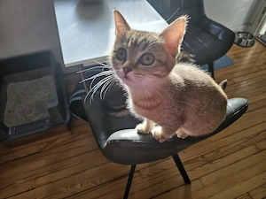 Bkh Mischling Kitten Weibchen abgabebereit