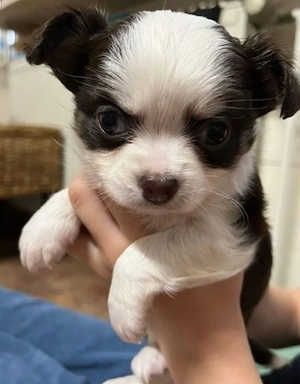 Chihuahua-Welpe 