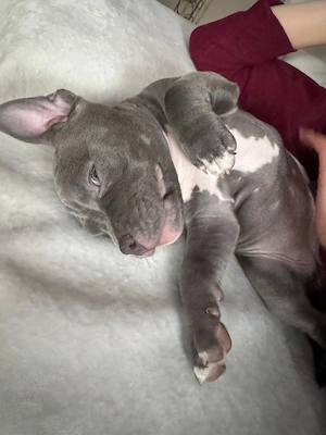 Ameeican Pocket Bully (W) 10 Wochen