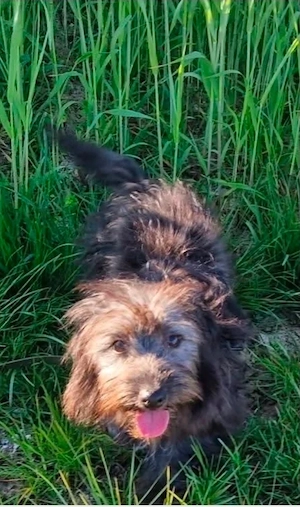 Elsa, 4 Monate, katzenverträglich, hundeverträglich Bild 2