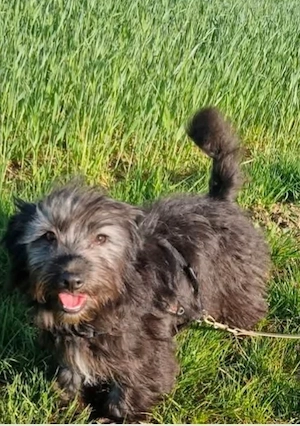 Elsa, 4 Monate, katzenverträglich, hundeverträglich