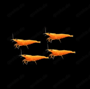Orange Sakura Zwerggarnelen Garnelen Neocaridina davidi
