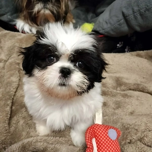  Shih Tzu Welpen