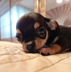Chihuahua mini