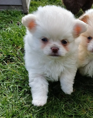 Zuckersüße Pomchi Hündin mit blauen Augen, Welpe