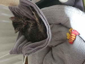 Kleiner Kater sucht ein Zuhause 