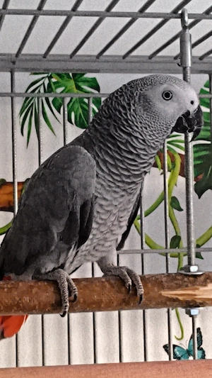 Graupapagei 