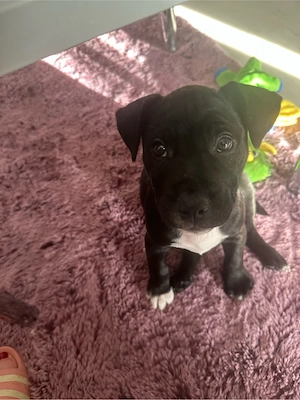 1 wunderhübsche Französische Bulldogge Miniatur Bullterrier 