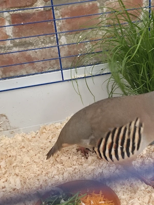 Steinhuhn