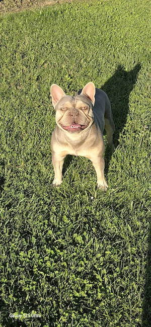 Deckrüde Chase Französische Bulldogge