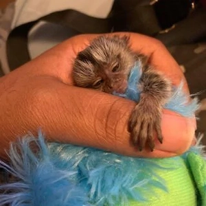 Marmoset-Äffchen zur Adoption verfügbar Bild 4