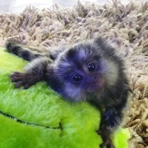 Marmoset-Äffchen zur Adoption verfügbar Bild 3