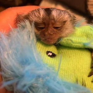 Marmoset-Äffchen zur Adoption verfügbar Bild 5