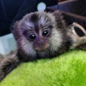 Marmoset-Äffchen zur Adoption verfügbar