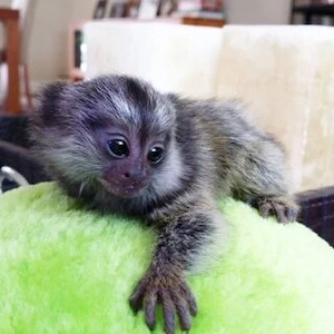 Marmoset-Äffchen zur Adoption verfügbar Bild 2