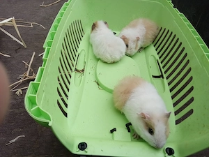 Meerschweinchen
