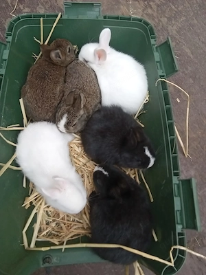 kleinbleibende Zwergkaninchen 