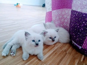  Wunderschöne Ragdoll Kitten suchen liebevolles Zuhause 