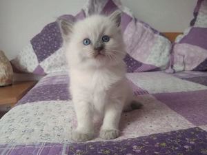  Wunderschöne Ragdoll Kitten suchen liebevolles Zuhause 