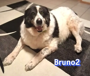Bruno2, 10 17 - liebevoller ruhiger Senior sucht Gnadenplatz