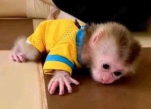 Schweinsaffen zur Adoption verfügbar