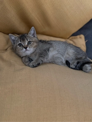BKH kitten