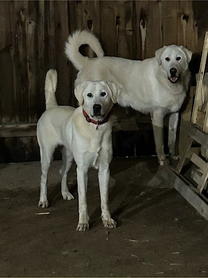 akbash herdenschutz hunde welpen