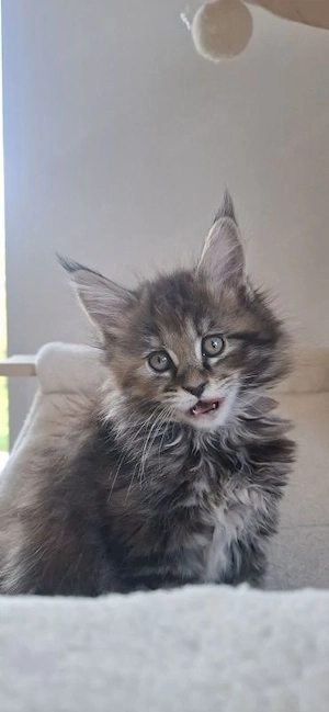 Exklusive Maine Coon Kitten   großrahmig, Bild 3