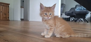 Exklusive Maine Coon Kitten   großrahmig, Bild 2
