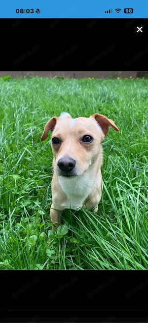 Jack- Russell Chihuahua sucht ruhiges zuhause 