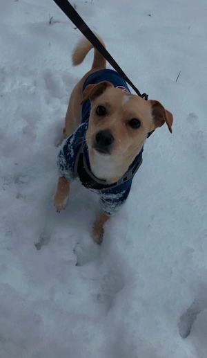 Jack - Russel Chihuahua