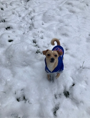 Jack-Russel Chihuhua mix 