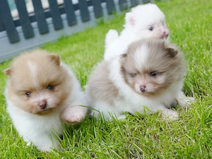 Zuckersüsse Zwergspitz Pomeranian in tollen Farben 