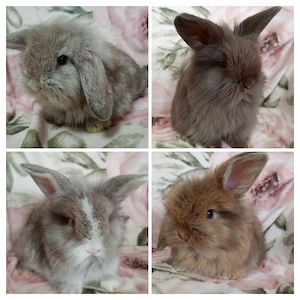 Angora Minilopmix Häschen 
