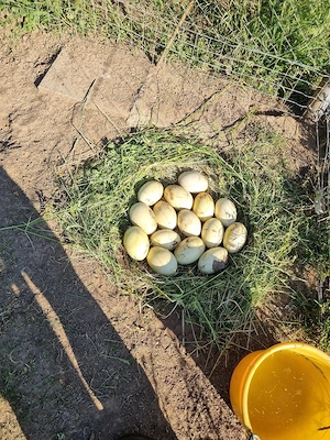 Nandu Eier abzugeben